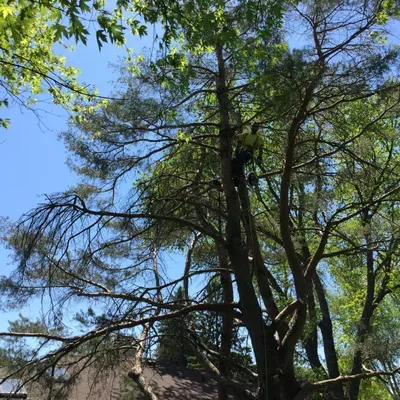 Nick The Tree Guy LLC