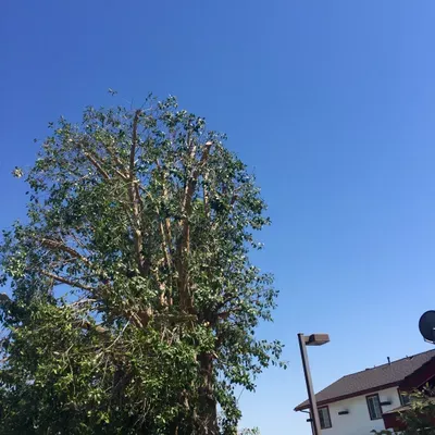 Torres Tree ? Trimming