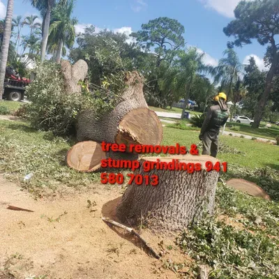 darinel's tree service and more TREE REMOVALS