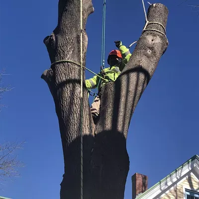 Jose Morales/ Maine Arborworks LLC