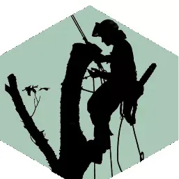 Mike's Pruning & Tree Care LLC. CCB#209478