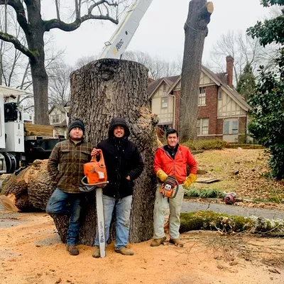 world Tree services