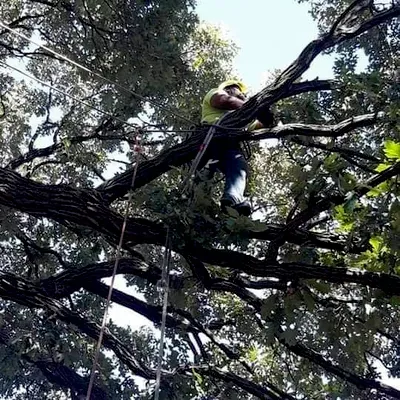 Chicagotreepros.com
