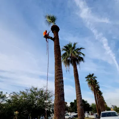 S and C Tree Service