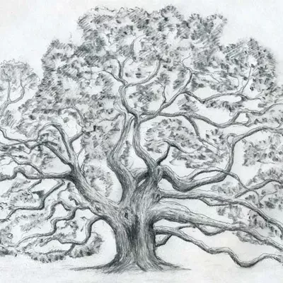 Twisted oak carpentry