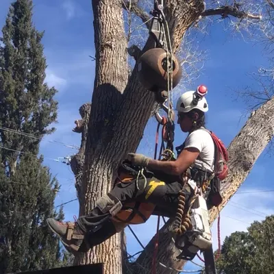 The Certified Arborist