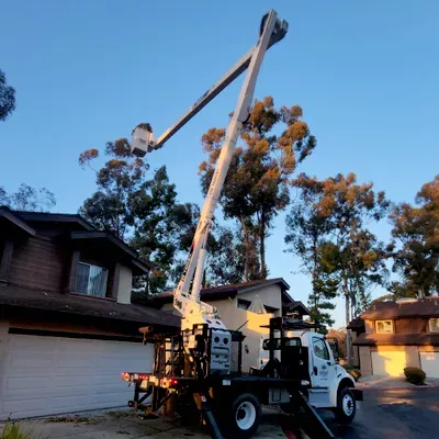 Rainforest Tree Service Inc