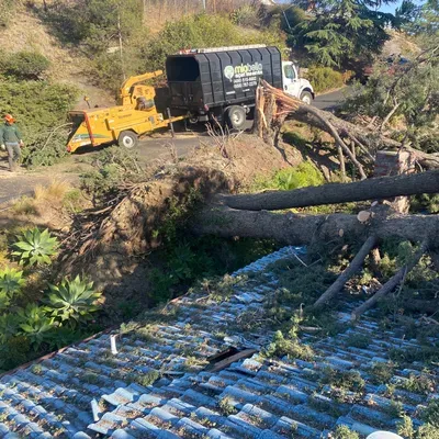 Miabella Expert Tree Care inc