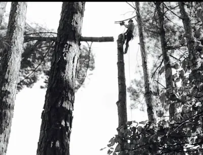Oak rangers tree service
