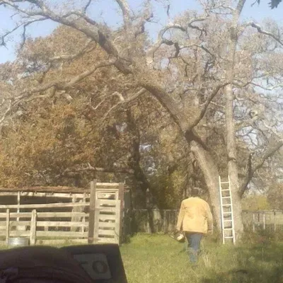 Touch of class tree services