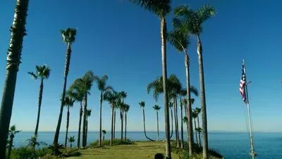 Leo’s trees service and landscaping