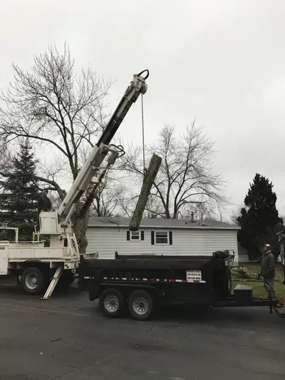Allied Tree