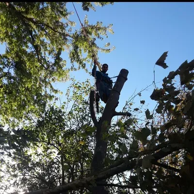 Heavy Trees & Lawn services