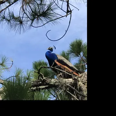 i garden co