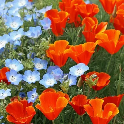 Bright Essence Gardens