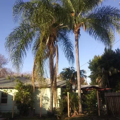 All in 2 Tree Service