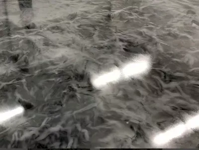 Custom paint & floor epoxy
