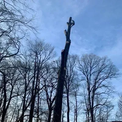 J&D landscaping and Tree Expert LLC