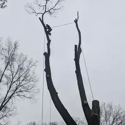 Elegant Tree Service