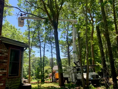 Lucas tree services