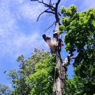 David’s star tree service