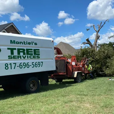 Montiel’s tree service