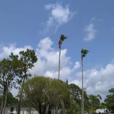 Critters Tree Service