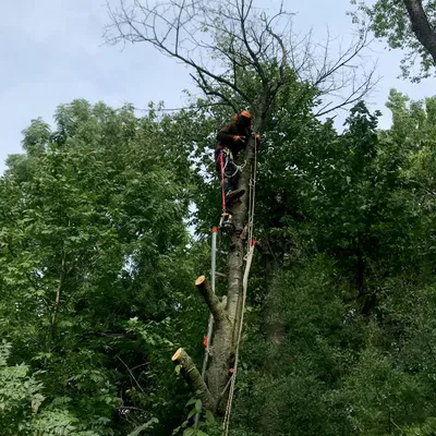 Spierling Tree Services