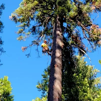 Green Shadow Tree Service