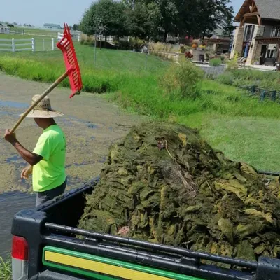 AM tree services