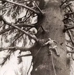Hennessy Tree Care.