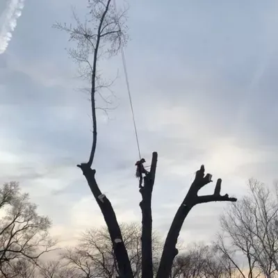 Tree Monkey Service LLC