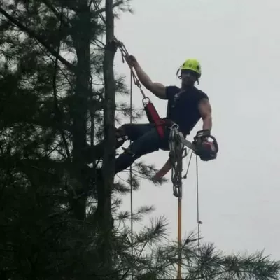 Majestic tree services