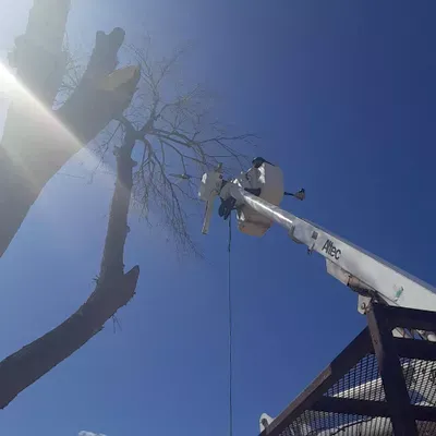 Out on a Limb Tree Experts