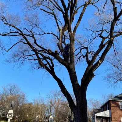 J Aleman Tree Service LLC