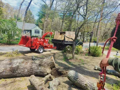 BE Green landscaping  trees service