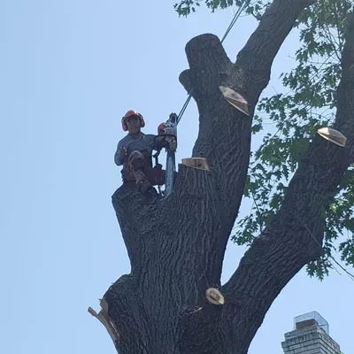 Estuardo Tree service, inc.