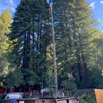 Affordable Tree Care