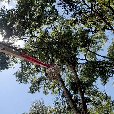 Central Florida Prestige Tree Services