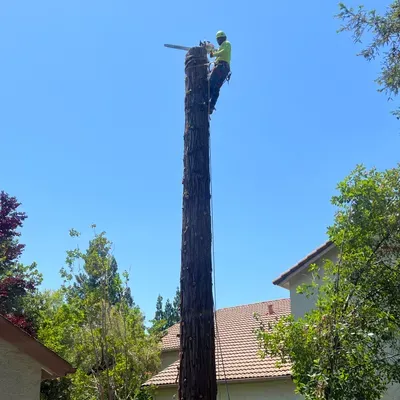 Fernando’s tree services & Junk removal