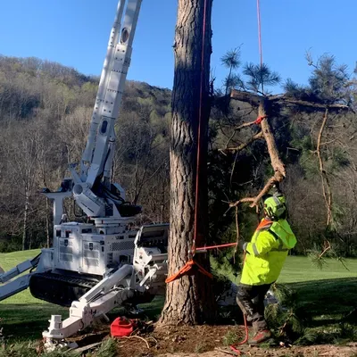 Dogwood Arboriculture LLC