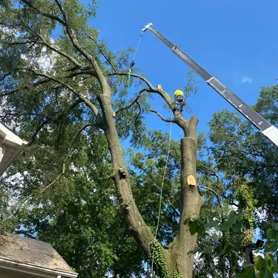 Matías Tree Service