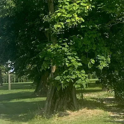 All Tree Services