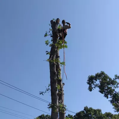 The big forest tree service