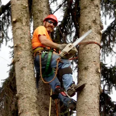 All Seasons Tree Service