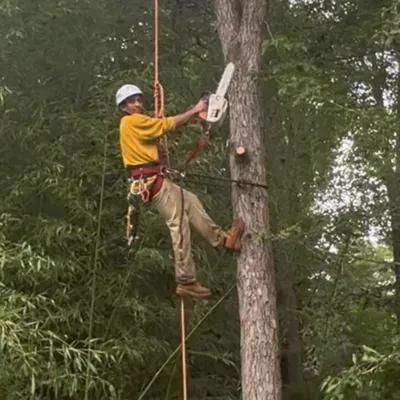 Castro Tree Service