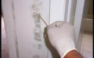 Quest Mold and Asbestos testing
