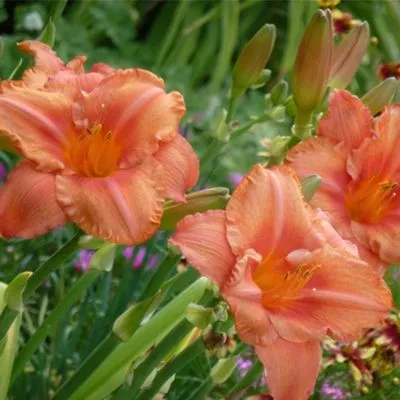Lilies Nursery LLC