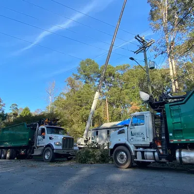 Apex Tree Service
