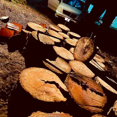 Burning trees